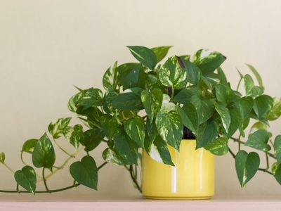 Lo que callan muchos jardineros: el truco económico para que tu planta de Potus crezca sin parar