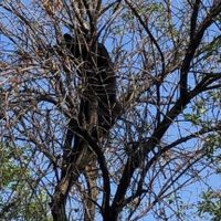 Rescatan a un oso negro que se encontraba arriba de un árbol en la UANL