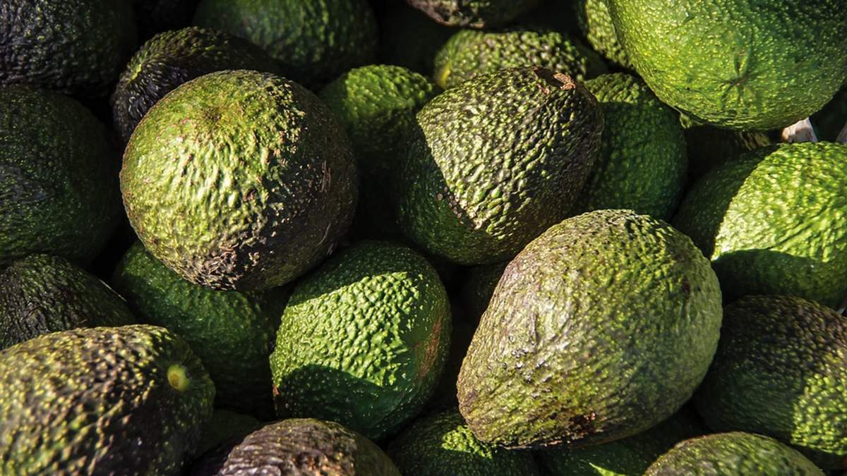 Aguacate de exportación. Baja de precio