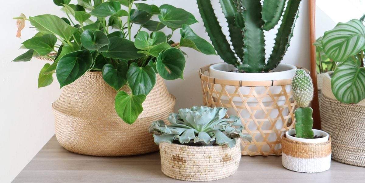 Plantas. Fuente: (X)