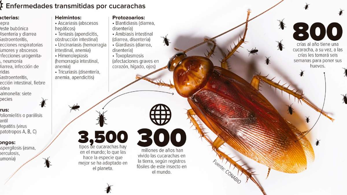 Enfermedades derivadas de la cucharacha