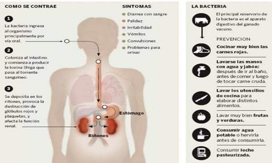 ¿Cómo se contagia el SUH y cómo es la bacteria? Fuente: (Twitter)