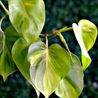 La hermosa planta de interior fácil de cuidar y cuyas hojas tienen una llamativa forma de corazón