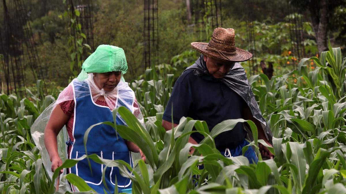Campesinos de Guerrero