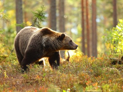 Descubren que los osos pardos tienen una muy particular estrategia de caza tras la hibernación
