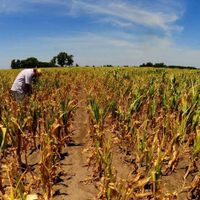 El Gobierno prevé que el saldo exportable de granos caerá 42,8% por la sequía