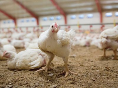 Ahora, por brote de gripe aviar: sacrifican a 25 mil pollos en Dinamarca