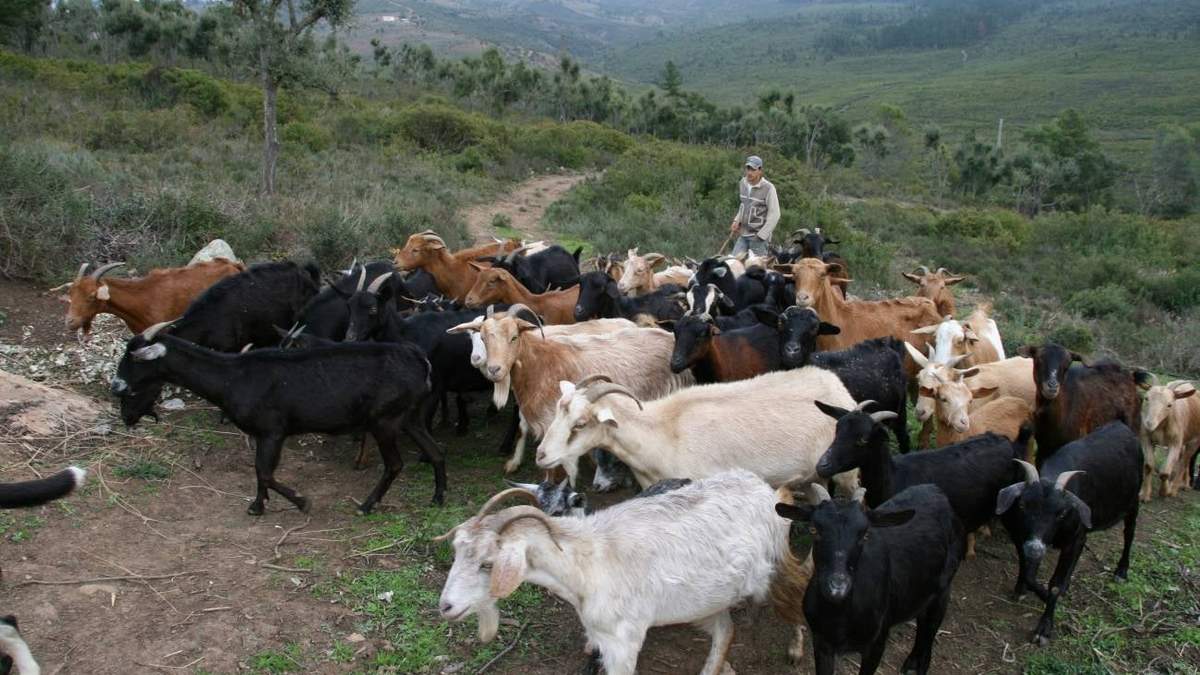 Alimentos solidarios: la ayuda del campos español. Fuente: (Facebook)