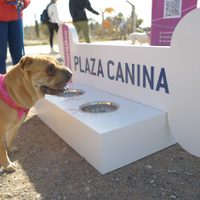 Más de 200 perros participaron del Circuito Activo para Canes en Neuquén