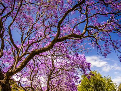 El árbol que crece rápido, tiene las flores más lindas y esconde un verdadero tesoro para tu salud