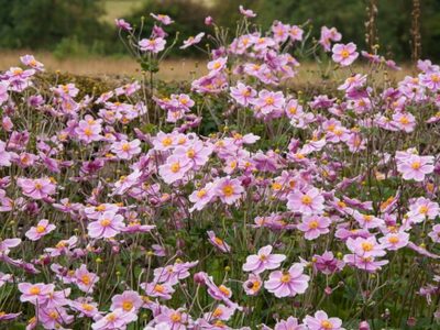 Resistente y bella: la exótica planta que da una hermosa flor que enciende tu jardín como ninguna otra