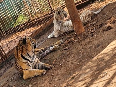 FGR catea predio en Jamay y decomisa dos tigres y cinco jaguares