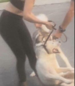 Usó a su perro Husky para matar a otro can en Tonalá, Jalisco
