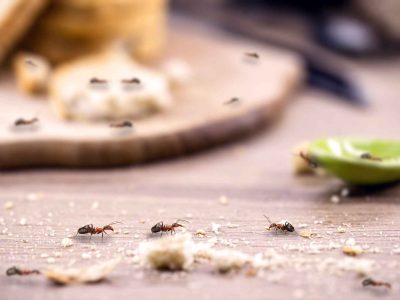 Los productos muy fáciles de conseguir que alejarán a las hormigas de tu cocina