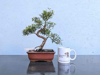 El árbol que necesitás regar una vez a la semana, sobrevive en maceta y da bellas flores con mucho perfume