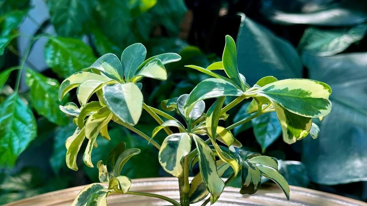 Planta. Fuente: (X)