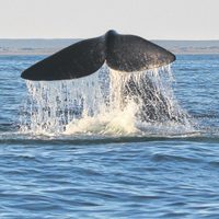 La ciudad de Las Grutas se prepara para recibir el fin de semana largo con avistaje de ballenas
