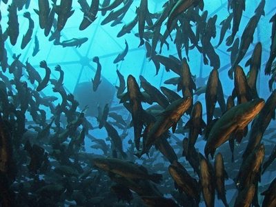 Científicos continúan cría de totoaba sin que se haya resuelto el tráfico ilegal