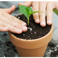 Si querés que tus plantas crezcan sanas, tenés que cuidar sus raíces: los errores más comunes al tenerlas en maceta