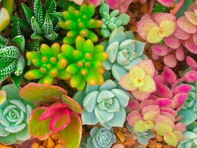 Según el Feng Shui, por qué las suculentas son un tesoro para atraer energía positiva a tu hogar