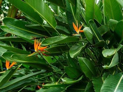 El secreto de los viveros para que tu strelitzia crezca rápidamente y se convierta en una planta XXL