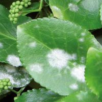 Si la lluvia llenó tus plantas de manchas blancas, no te asustes: así podés recuperarlas con solo 1 ingrediente