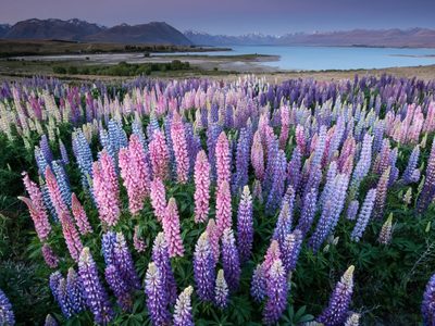 Llegó la primavera: estas son las flores más hermosas que crecen en la cordillera neuquina