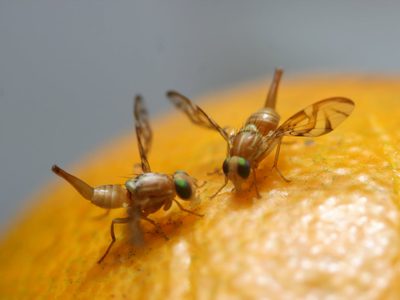 No sufrás más por las moscas que invaden tu cocina, así las podés eliminar de una vez usando solo 3 productos