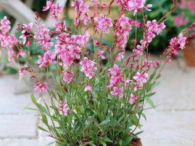 Atención jardineros distraídos: la planta con flores estilo mariposas que sobreviven en macetas y en balcón