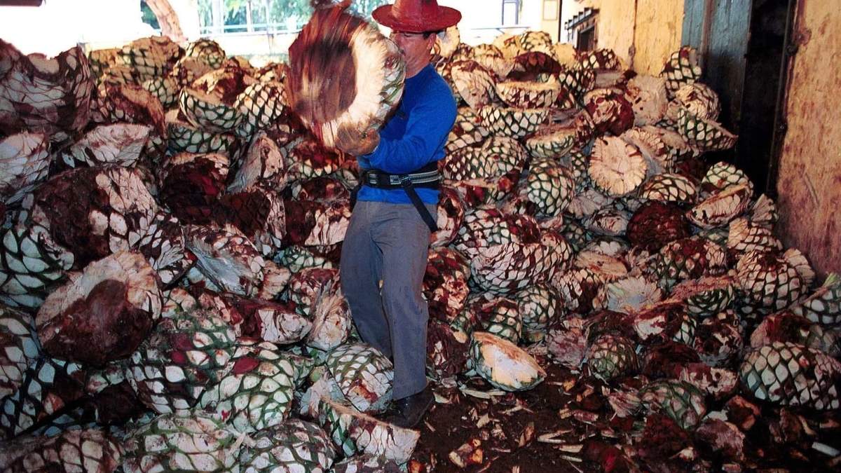 Industria tequilera. Asimetría en el acuerdo comercial con Europa