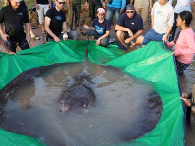 Pescaron en Camboya al pez de agua dulce más grande jamás visto