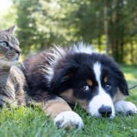 ¿Por qué hoy, 29 de abril, se celebra el Día del Animal en la República Argentina?
