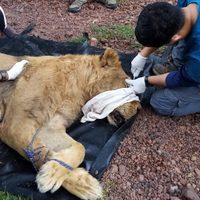 Tres leones y un tigre rescatados de la reserva Black Jaguar White Tiger ya están en Morelia