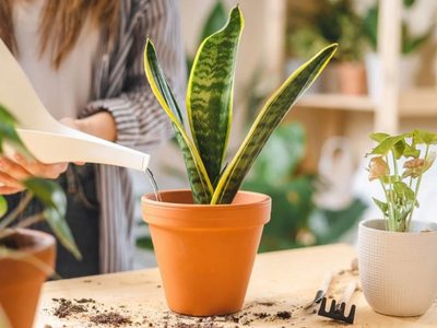 Con solo 1 ingrediente, prepará este fertilizante natural para que tus plantas crezcan sanas y rozagantes