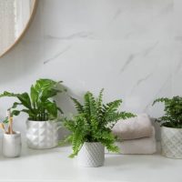 Si querés sumar vida a tu baño, estas ideas de decoración con plantas resistentes al vapor y poca luz son ideales