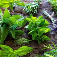 3 plantas medicinales que son las mejores aliadas para tener en casa