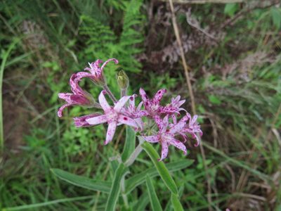 La planta nativa que podés tener en maceta y hospeda a las orugas de la mariposa monarca