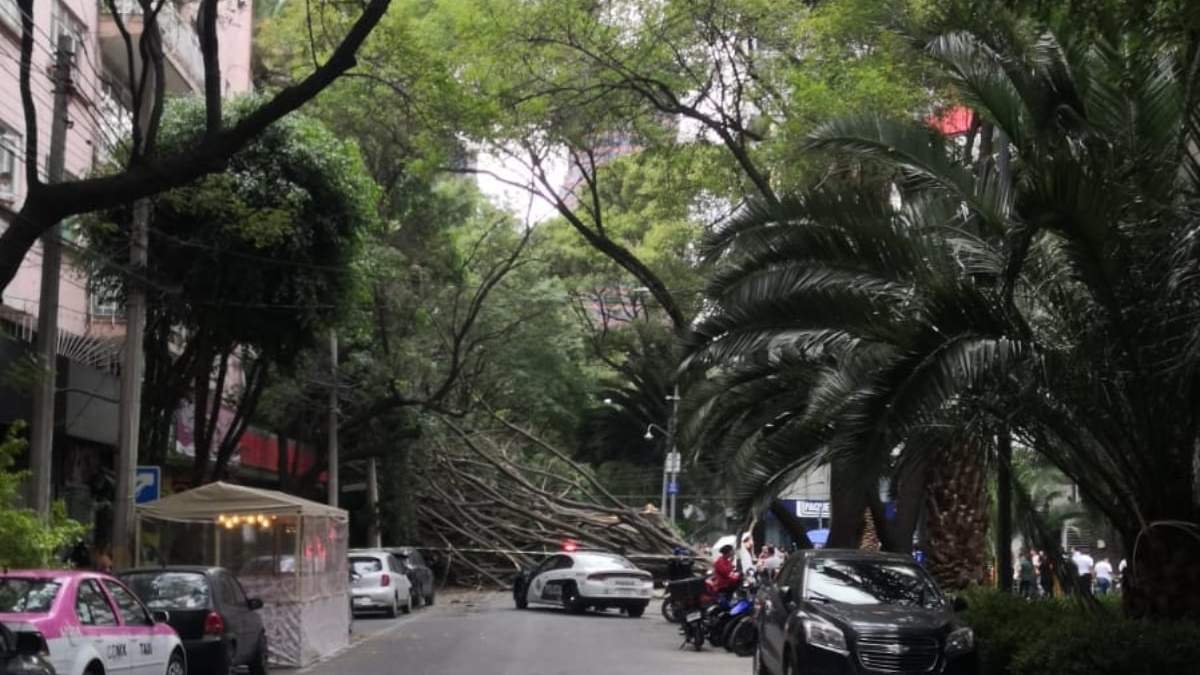 El árbol derribado por el viento en Polanco