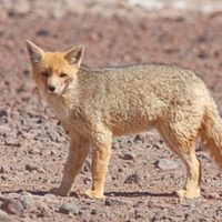 Neuquén: apareció un zorro rojo en pleno centro de Aluminé