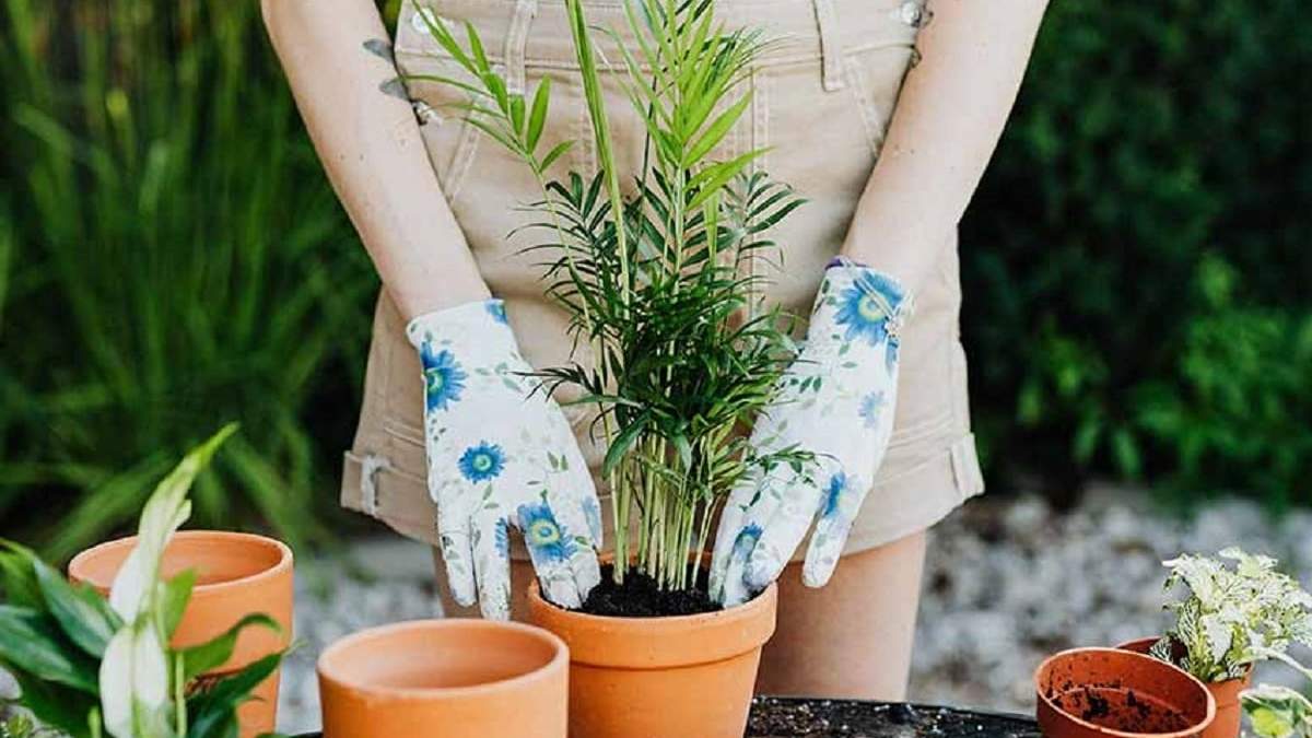 Qué plantas sembrar para atraer buenas energías a tu hogar. Fuente: (X)