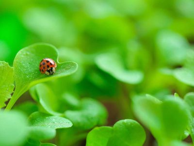 Parece molesto, pero es clave: el insecto que protege tus plantas en silencio