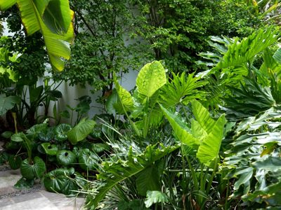 Estas son las plantas tropicales más exóticas que se bancan el sol directo y que harán de tu hogar una jungla