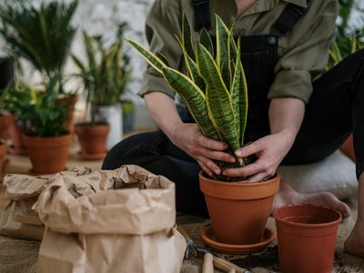La comida de la abuela que sirve como un excelente abono para tus plantas