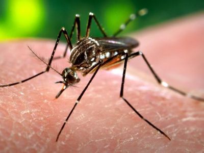 El virus del Zika podría ser más peligroso a causa de una pequeña mutación