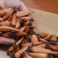 ¡Llegó la época de recolección de piñones!