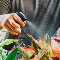 5 plantas que tenés que tener en tu huerto para alejar totalmente las plagas