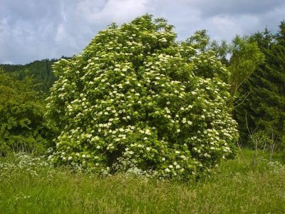 Sobrevive en maceta o canteros: la planta con hermosas flores blancas que esconde beneficios para tu salud