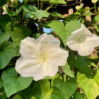 La vas a querer en tu jardín: la planta trepadora cuya flor se abre de noche y que tiene un perfume exquisito