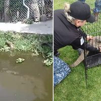 Captan a reptil nadando por canales de Xochimilco; era un varano del Nilo (Videos)