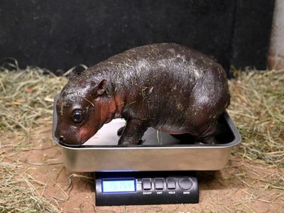 Zoológico de Virginia recibe a hipopótamo pigmeo recién nacido al finalizar el año
